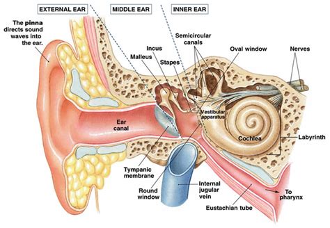 hermes vestibularis|vestibular anatomy diagram.